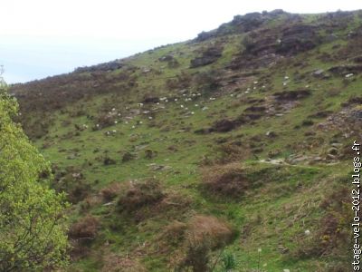 un troupeau de mouton en bordure de sentier